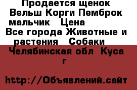 Продается щенок Вельш Корги Пемброк мальчик › Цена ­ 65 000 - Все города Животные и растения » Собаки   . Челябинская обл.,Куса г.